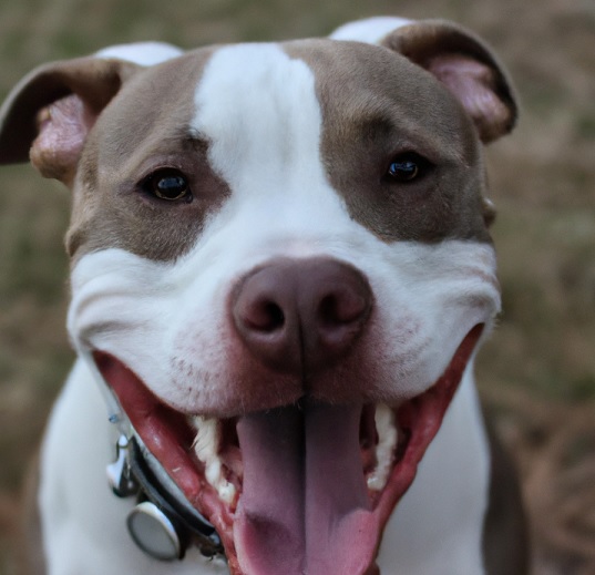 How to Find a Reputable Pit Bull Rescue in San Francisco