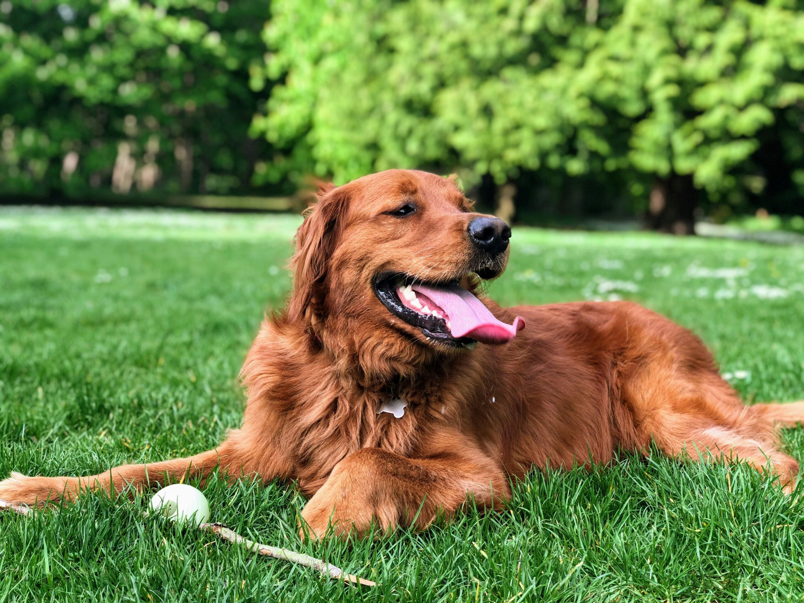 Is Your Rescue Dog Ready for the Dog Park?