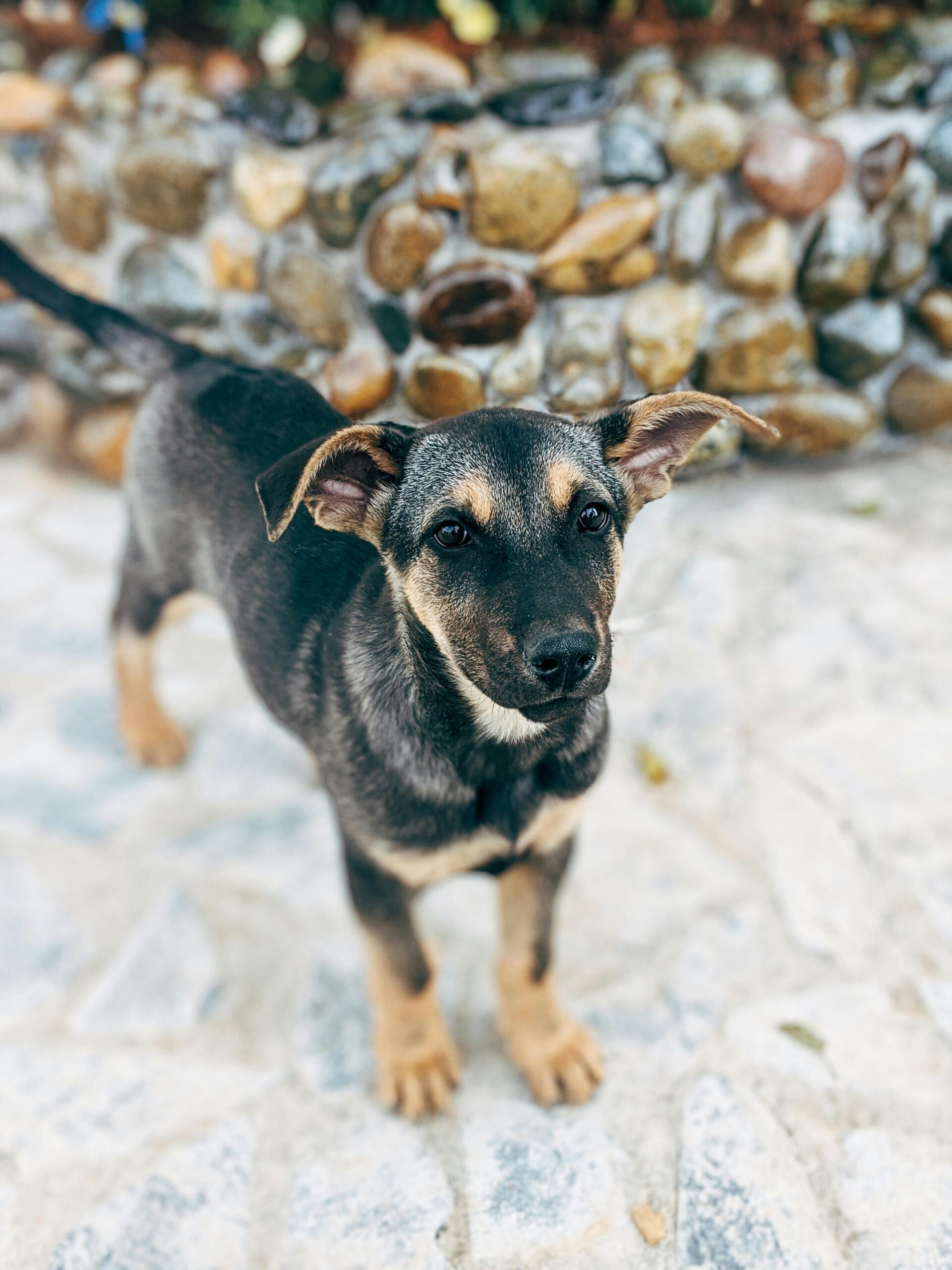 Avoiding Bites and Aggressive Behavior from Your Newly Adopted Dog