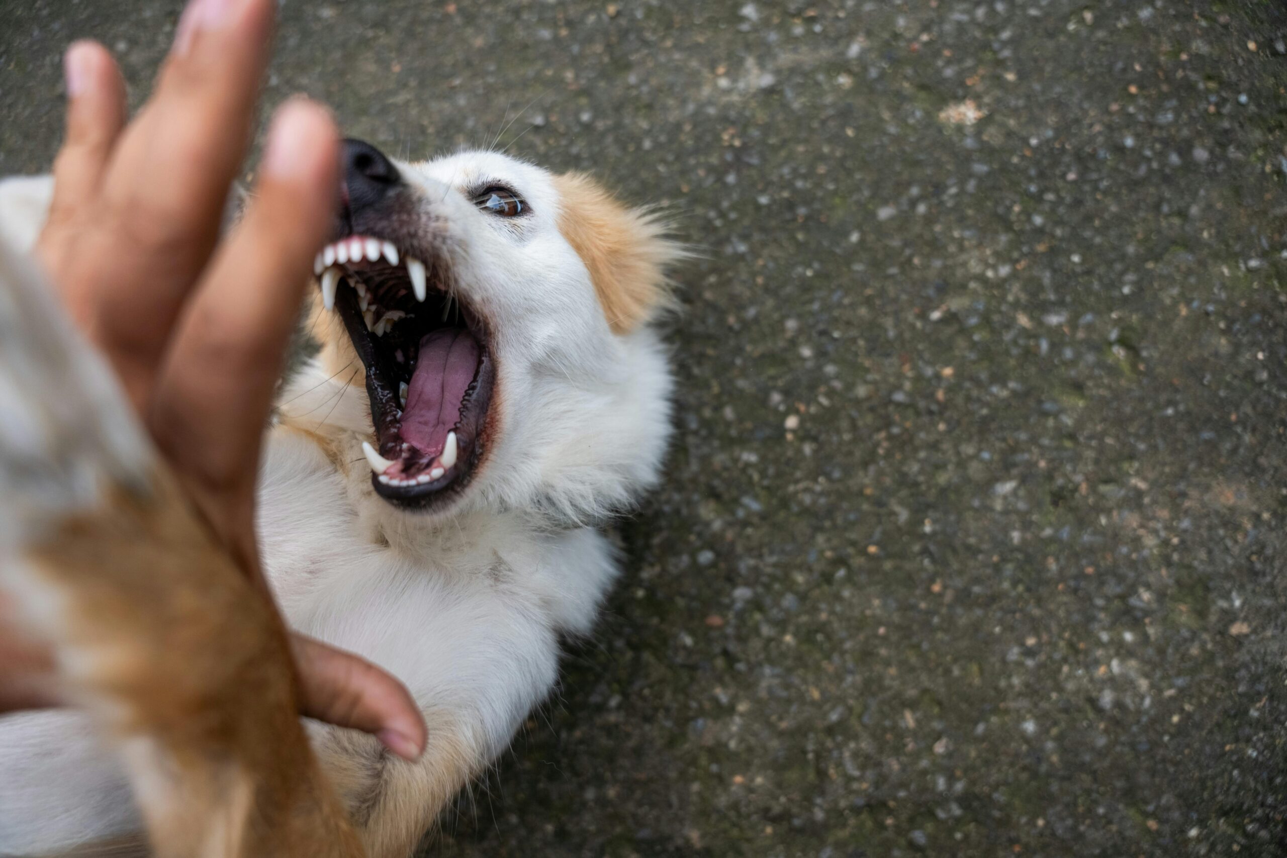 Understanding Florida Dog Bite Laws